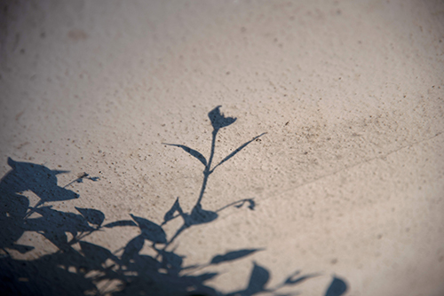 Photo of shadow of flower on white wall.